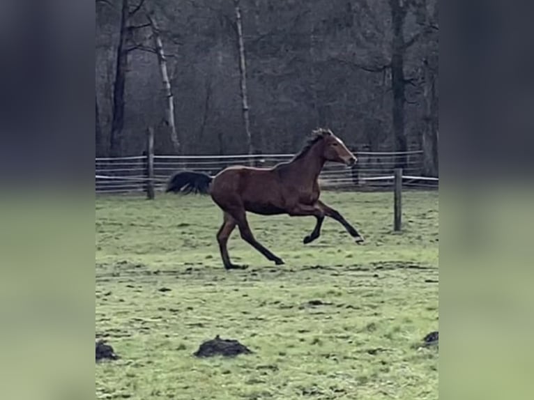 Koń oldenburski Ogier 2 lat 169 cm Gniada in Nienburg (Weser)