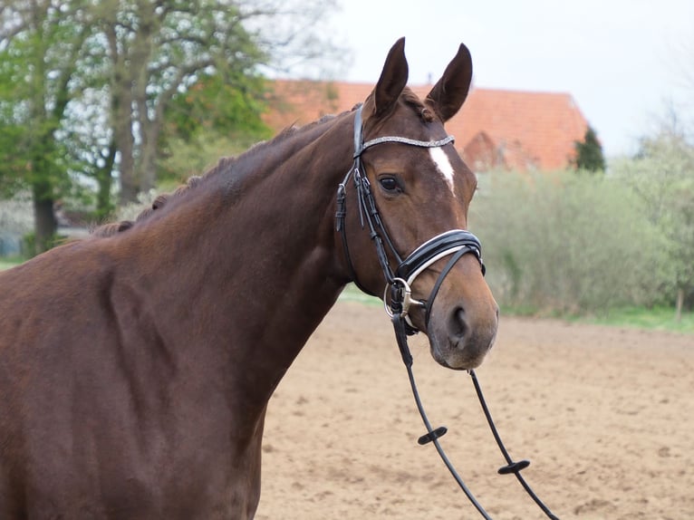 Koń oldenburski Ogier 2 lat 169 cm in Bramsche