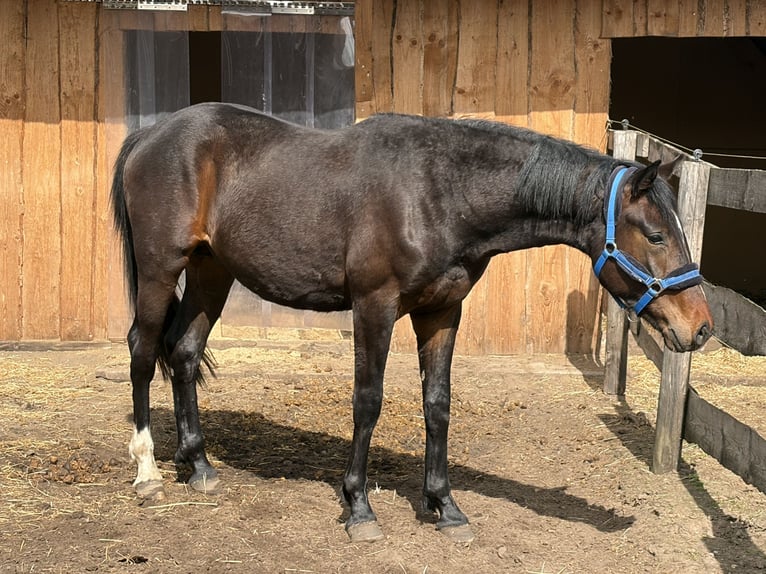 Koń oldenburski Ogier 2 lat 170 cm Ciemnogniada in Rodewald