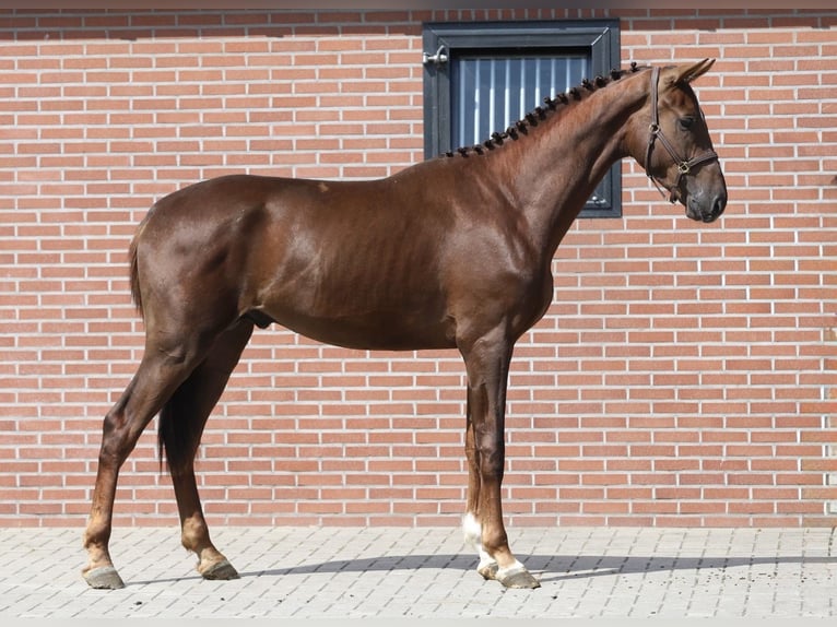 Koń oldenburski Ogier 2 lat 170 cm Ciemnokasztanowata in Zieuwent