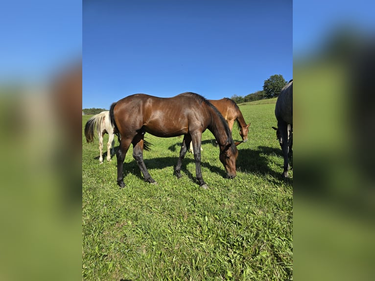 Koń oldenburski Ogier 2 lat 170 cm Gniada in Zwickau