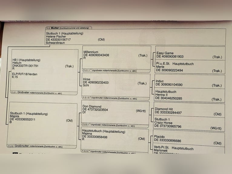 Koń oldenburski Ogier 2 lat 170 cm Skarogniada in Berlin