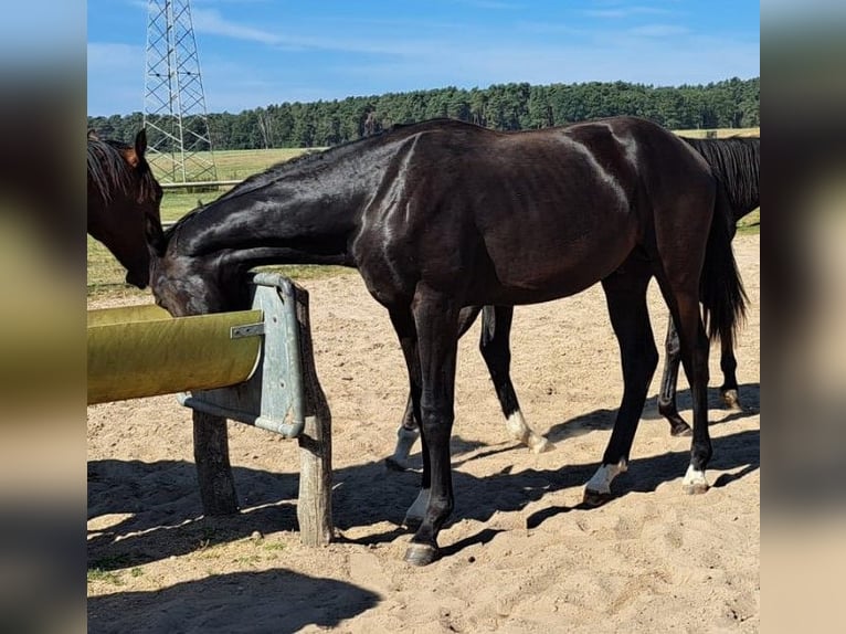 Koń oldenburski Ogier 2 lat 170 cm Skarogniada in Oberkrämer