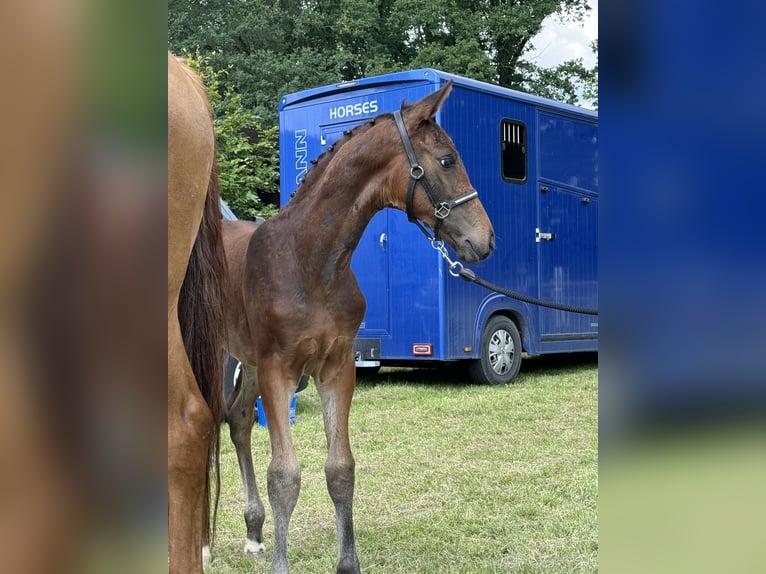 Koń oldenburski Ogier 2 lat 172 cm Ciemnogniada in Blunk