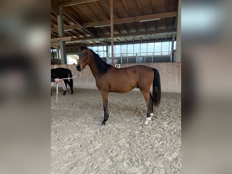 Koń oldenburski Ogier 2 lat 175 cm Gniada in Emsdetten