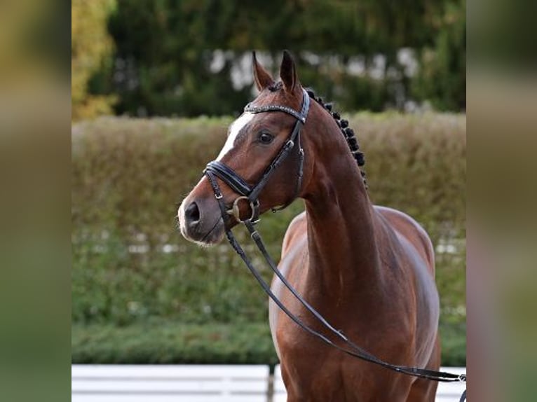 Koń oldenburski Ogier 2 lat Gniada in Steinfeld (Oldenburg)