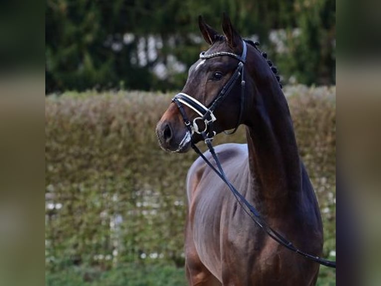 Koń oldenburski Ogier 2 lat Gniada in Steinfeld (Oldenburg)