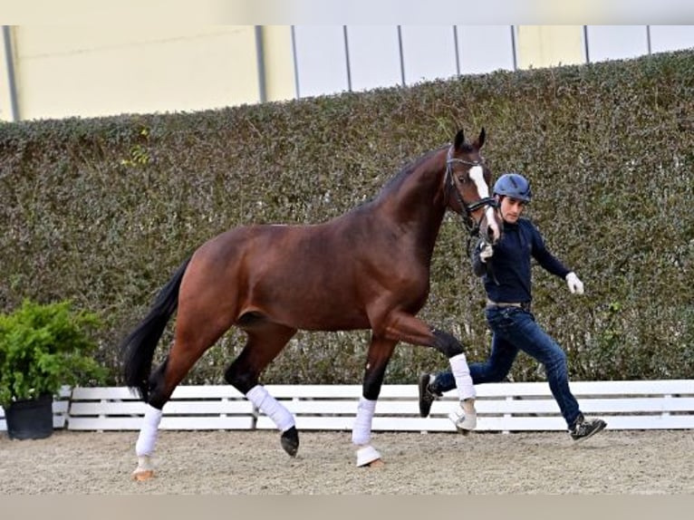 Koń oldenburski Ogier 2 lat Gniada in Steinfeld (Oldenburg)