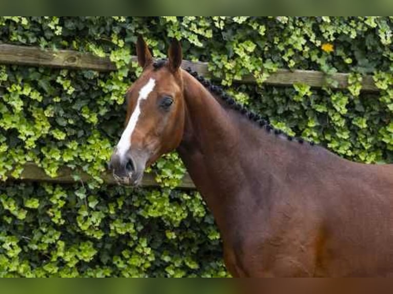 Koń oldenburski Ogier 3 lat 157 cm Ciemnogniada in Waddinxveen