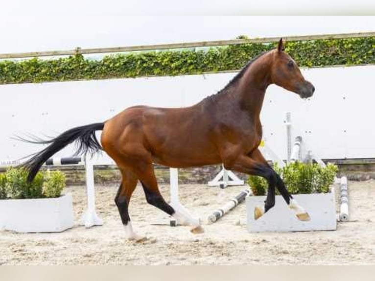 Koń oldenburski Ogier 3 lat 157 cm Ciemnogniada in Waddinxveen