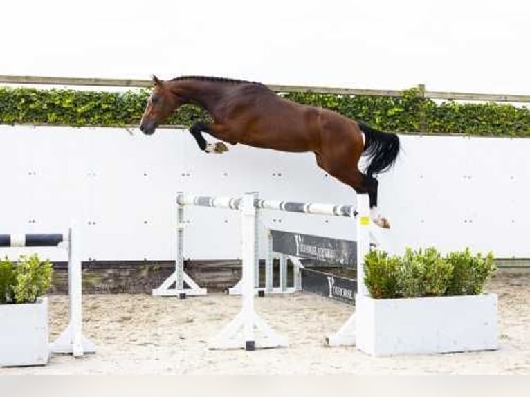 Koń oldenburski Ogier 3 lat 157 cm Ciemnogniada in Waddinxveen