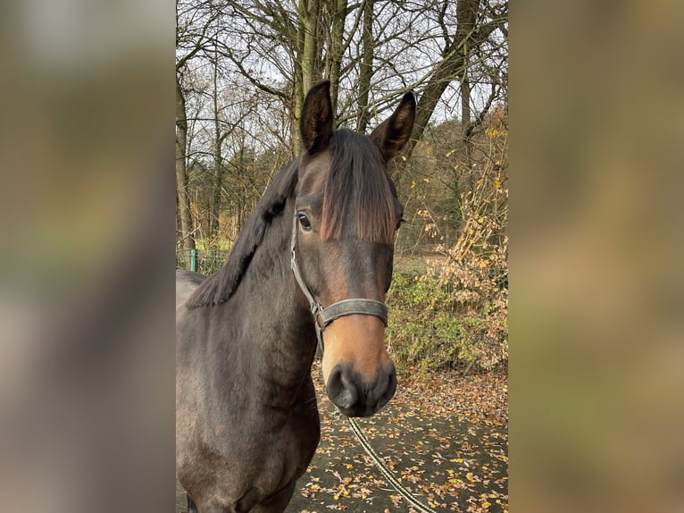 Koń oldenburski Ogier 3 lat 162 cm Ciemnogniada in Verl