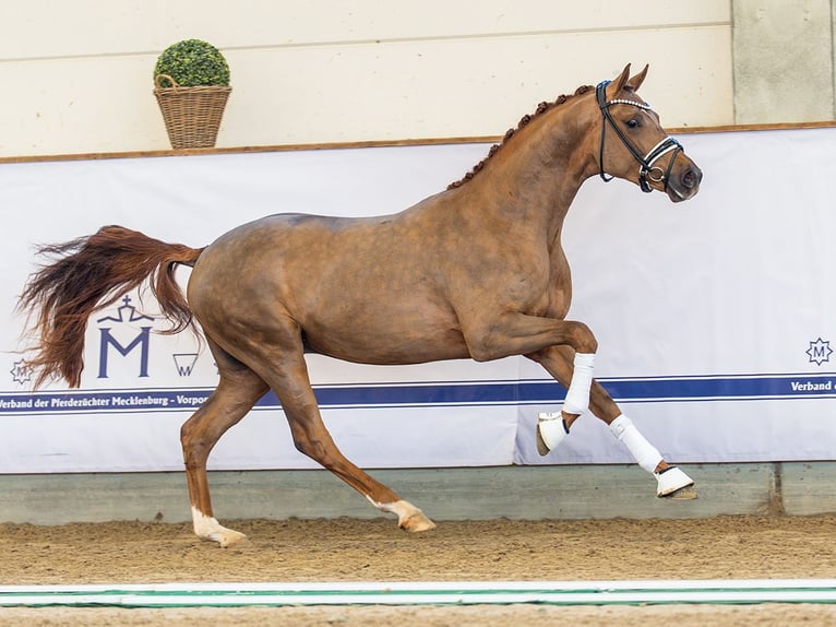 Koń oldenburski Ogier 3 lat 162 cm Ciemnokasztanowata in Redefin