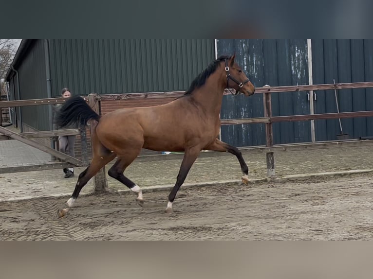 Koń oldenburski Ogier 3 lat 162 cm Gniada in Zieuwent