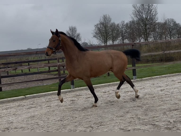 Koń oldenburski Ogier 3 lat 162 cm Gniada in Zieuwent