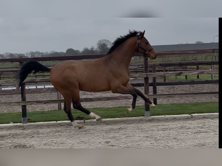 Koń oldenburski Ogier 3 lat 162 cm Gniada in Zieuwent