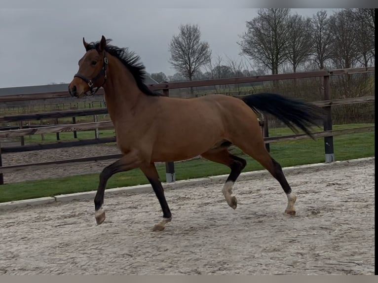 Koń oldenburski Ogier 3 lat 162 cm Gniada in Zieuwent