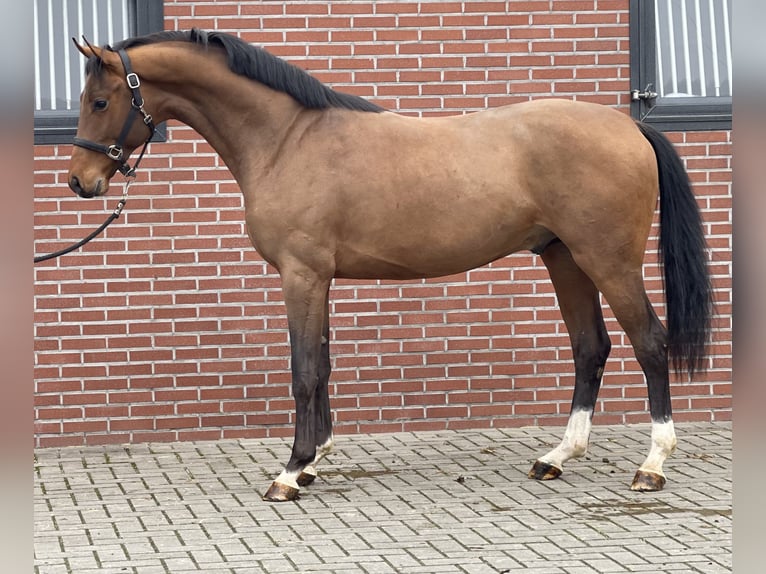 Koń oldenburski Ogier 3 lat 162 cm Gniada in Zieuwent