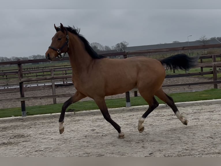 Koń oldenburski Ogier 3 lat 162 cm Gniada in Zieuwent