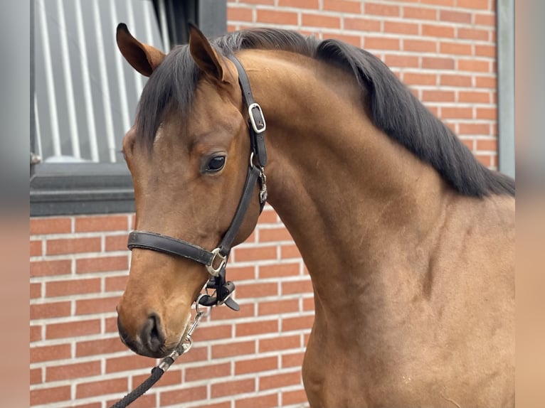 Koń oldenburski Ogier 3 lat 162 cm Gniada in Zieuwent