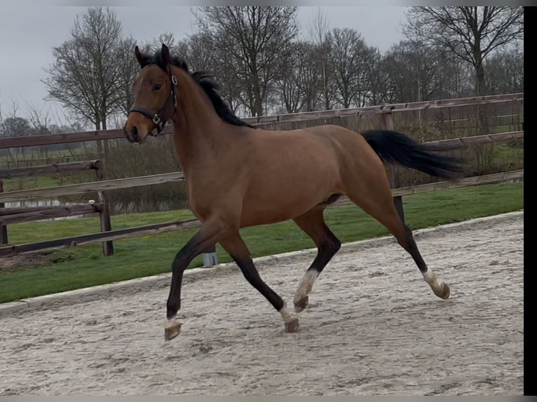 Koń oldenburski Ogier 3 lat 162 cm Gniada in Zieuwent