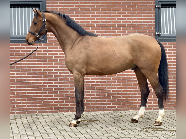 Koń oldenburski Ogier 3 lat 162 cm Gniada in Zieuwent