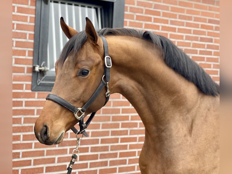 Koń oldenburski Ogier 3 lat 162 cm Gniada in Zieuwent