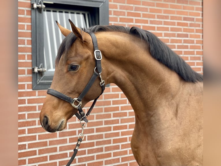 Koń oldenburski Ogier 3 lat 162 cm Gniada in Zieuwent