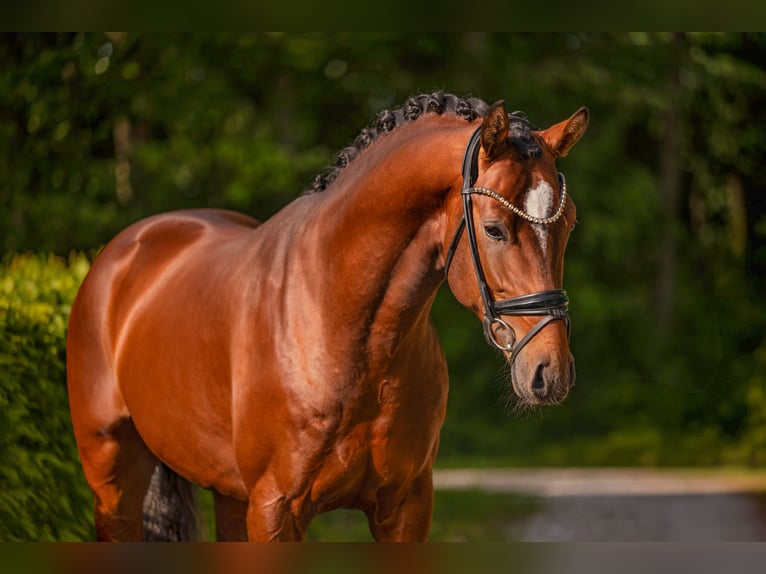 Koń oldenburski Ogier 3 lat 163 cm Gniada in Wehringen