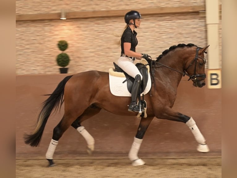 Koń oldenburski Ogier 3 lat 163 cm Gniada in Wehringen