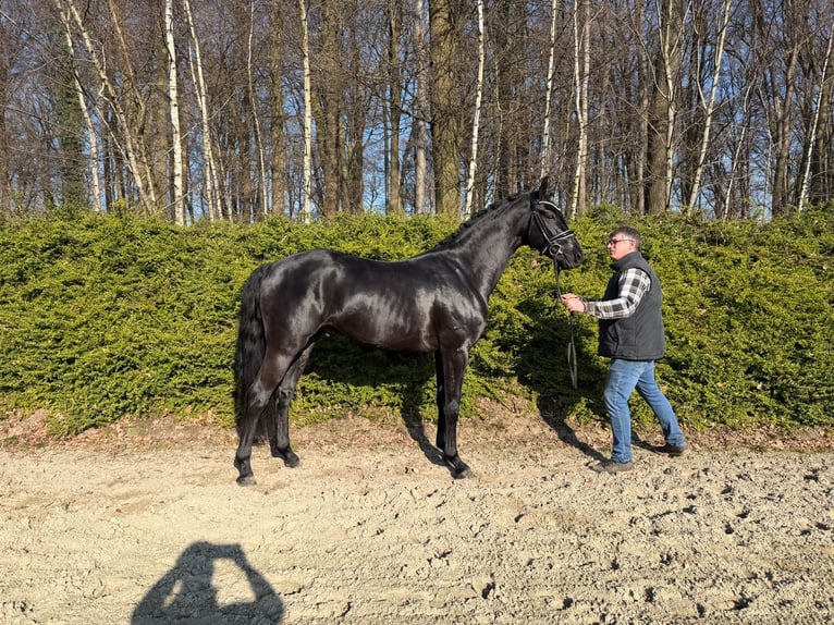 Koń oldenburski Ogier 3 lat 164 cm Kara in Visbek