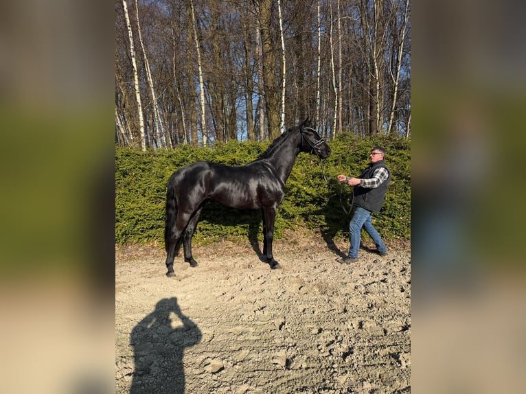 Koń oldenburski Ogier 3 lat 164 cm Kara in Visbek