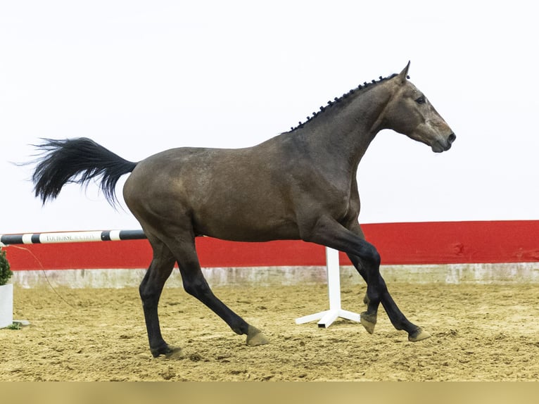 Koń oldenburski Ogier 3 lat 164 cm  in Waddinxveen