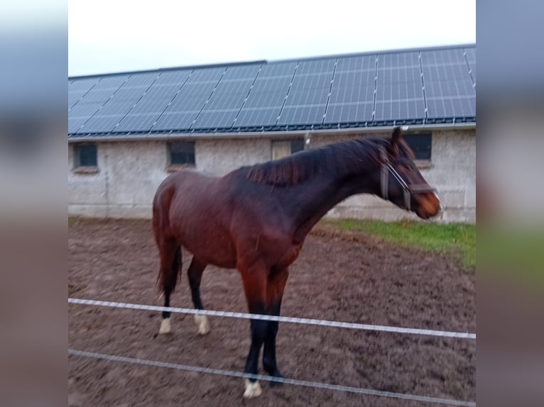 Koń oldenburski Ogier 3 lat 165 cm Jasnogniada in Wulkow