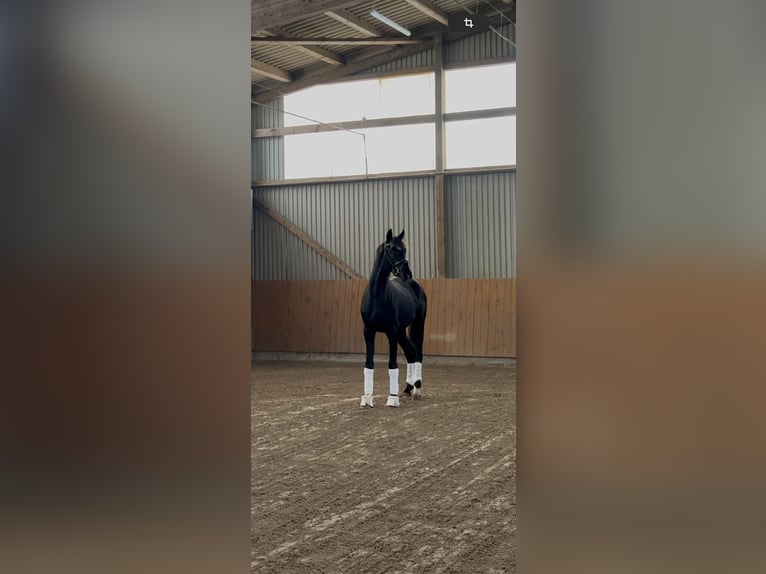 Koń oldenburski Ogier 3 lat 165 cm Kara in Syke