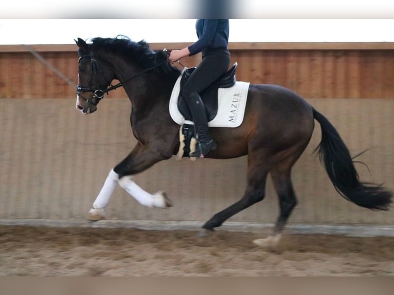 Koń oldenburski Ogier 3 lat 166 cm Ciemnogniada in F&#xFC;rstenau