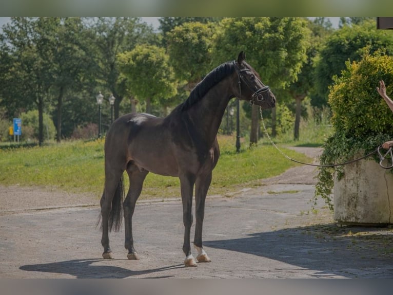 Koń oldenburski Ogier 3 lat 166 cm Ciemnogniada in SUSTEREN