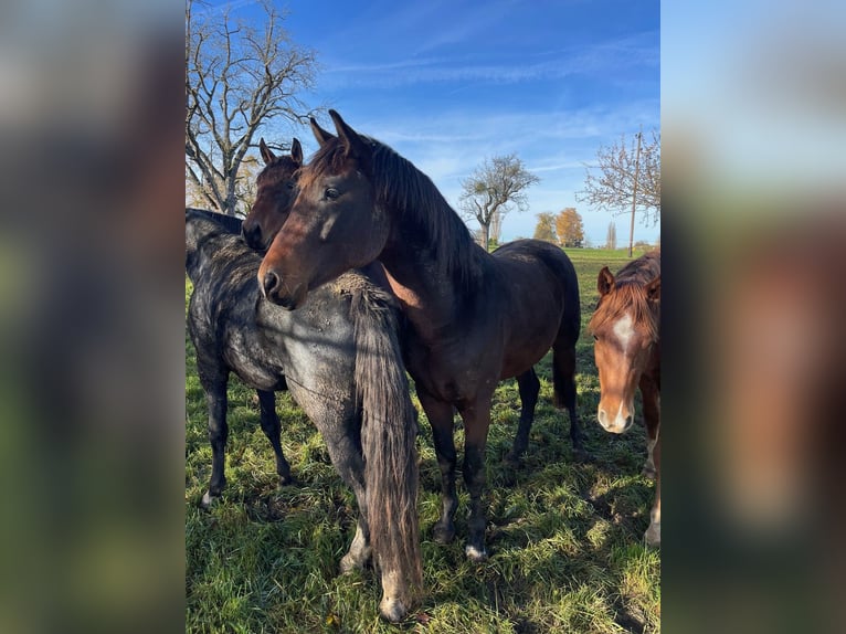 Koń oldenburski Ogier 3 lat 167 cm Ciemnogniada in Überlingen