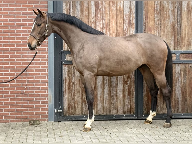 Koń oldenburski Ogier 3 lat 167 cm Gniada in Zieuwent