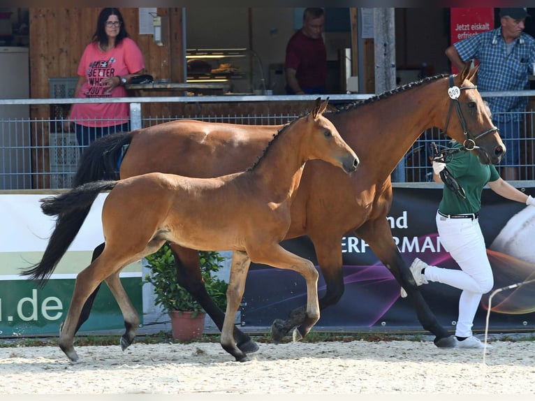 Koń oldenburski Ogier 3 lat 168 cm Ciemnogniada in Königsmoos