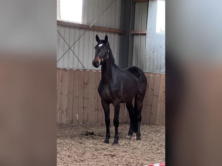 Koń oldenburski Ogier 3 lat 168 cm Ciemnogniada in Lünne