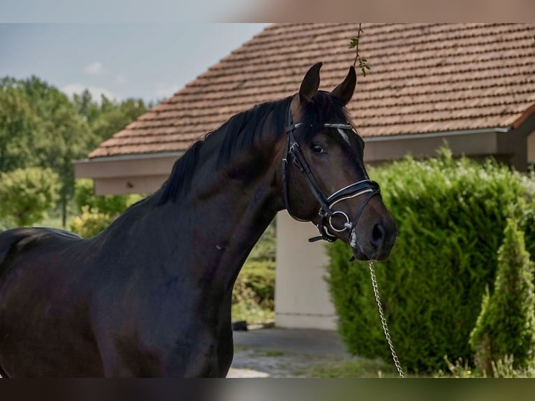 Koń oldenburski Ogier 3 lat 168 cm Ciemnogniada in Susteren