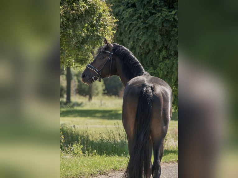 Koń oldenburski Ogier 3 lat 168 cm Ciemnogniada in Susteren