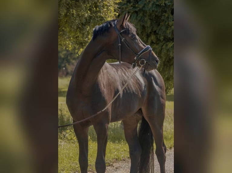 Koń oldenburski Ogier 3 lat 168 cm Ciemnogniada in Susteren