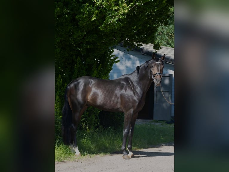 Koń oldenburski Ogier 3 lat 168 cm Ciemnogniada in Susteren