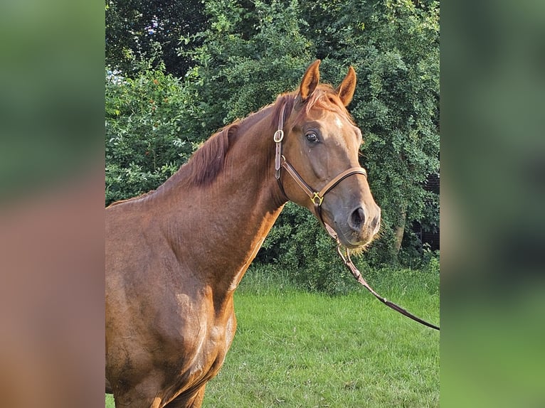 Koń oldenburski Ogier 3 lat 168 cm Ciemnokasztanowata in Walchum