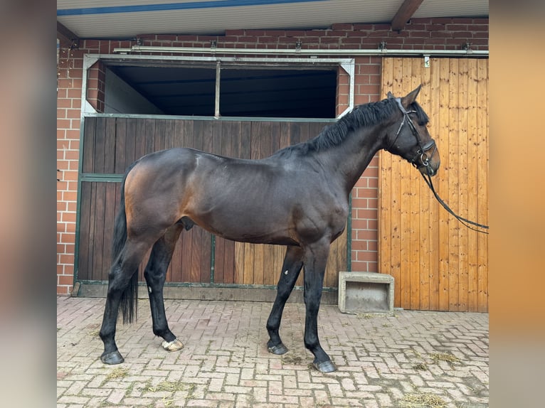 Koń oldenburski Ogier 3 lat 169 cm Gniada in Nienburg (Weser)