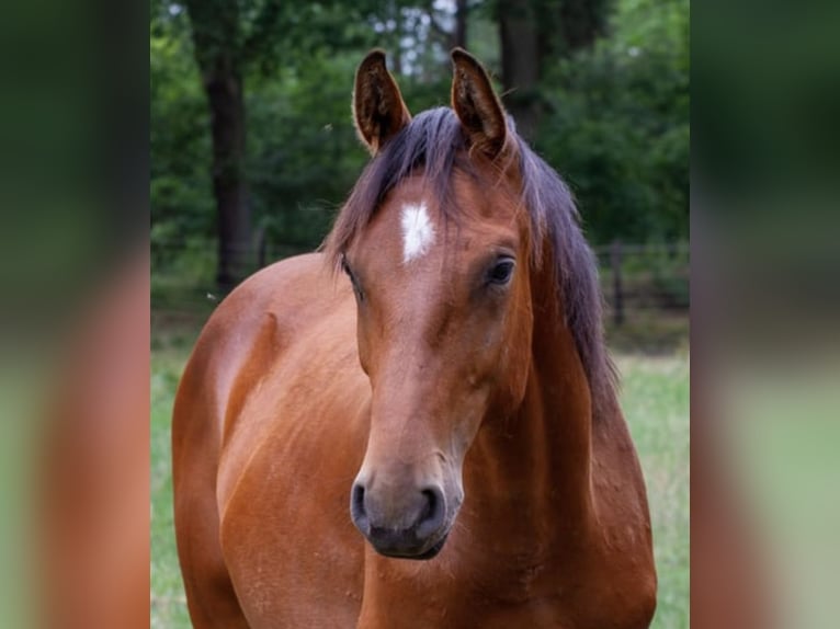 Koń oldenburski Ogier 3 lat 169 cm Gniada in Nienburg (Weser)