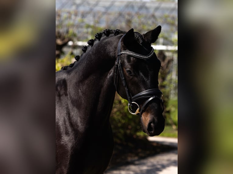 Koń oldenburski Ogier 3 lat 169 cm Skarogniada in Woerden