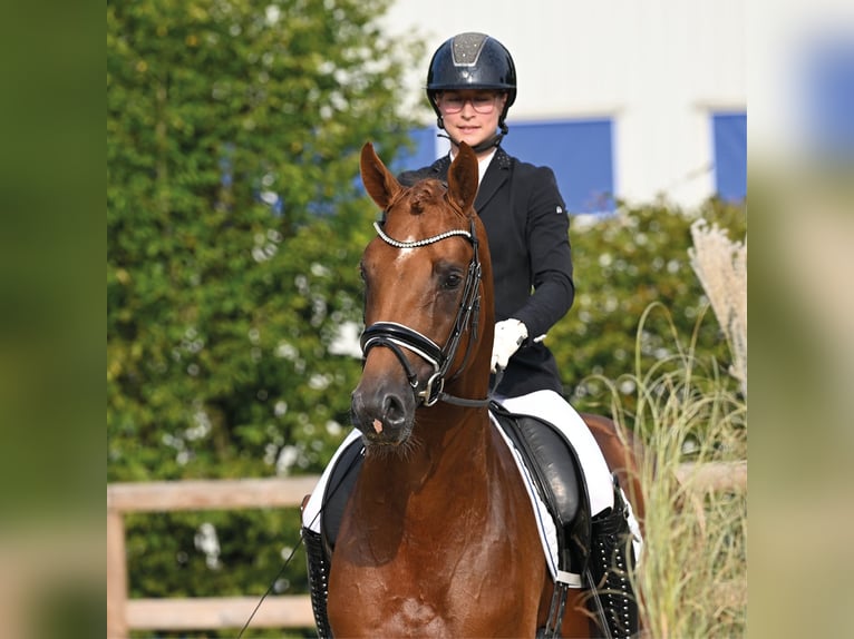 Koń oldenburski Ogier 3 lat 170 cm Ciemnokasztanowata in Vechta